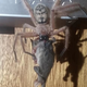 Illustration for article titled Spider Eating a Pygmy Possum Is Obviously Australian